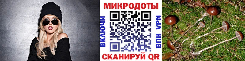 даркнет сайт  Сковородино  Галлюциногенные грибы Psilocybe 